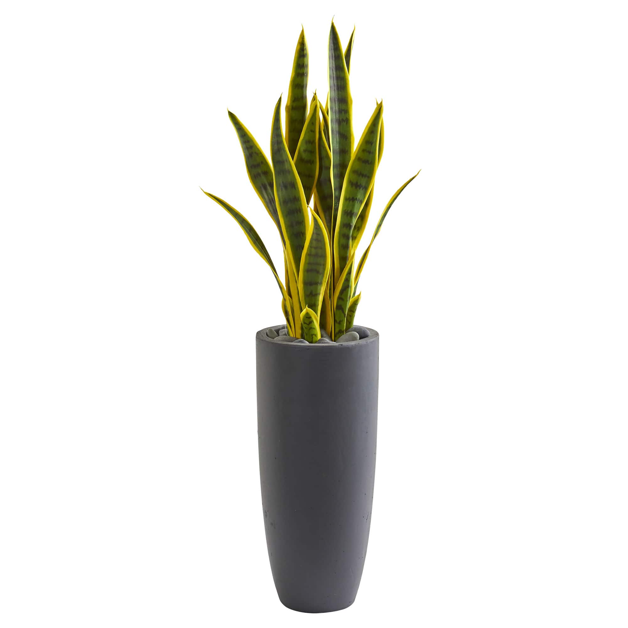 3ft. Sansevieria Plant in Gray Planter